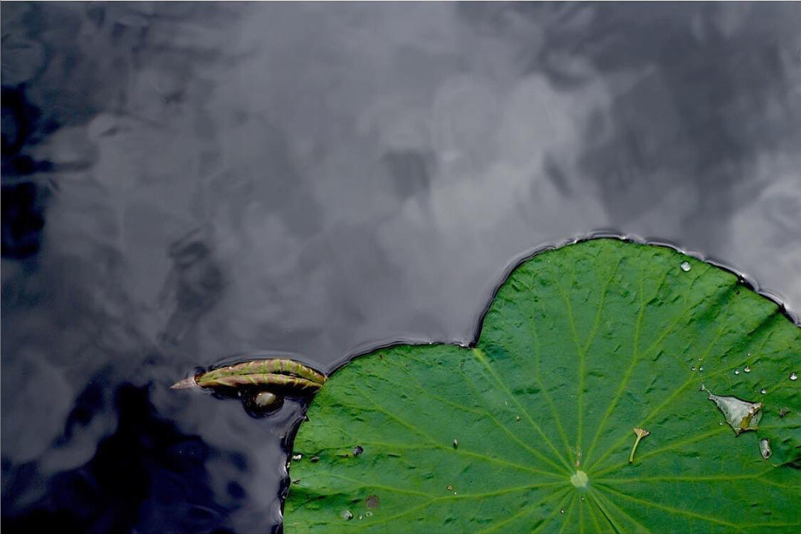 Lotus leaf on water